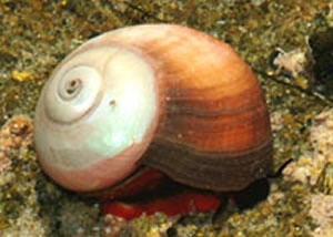 kelp snail